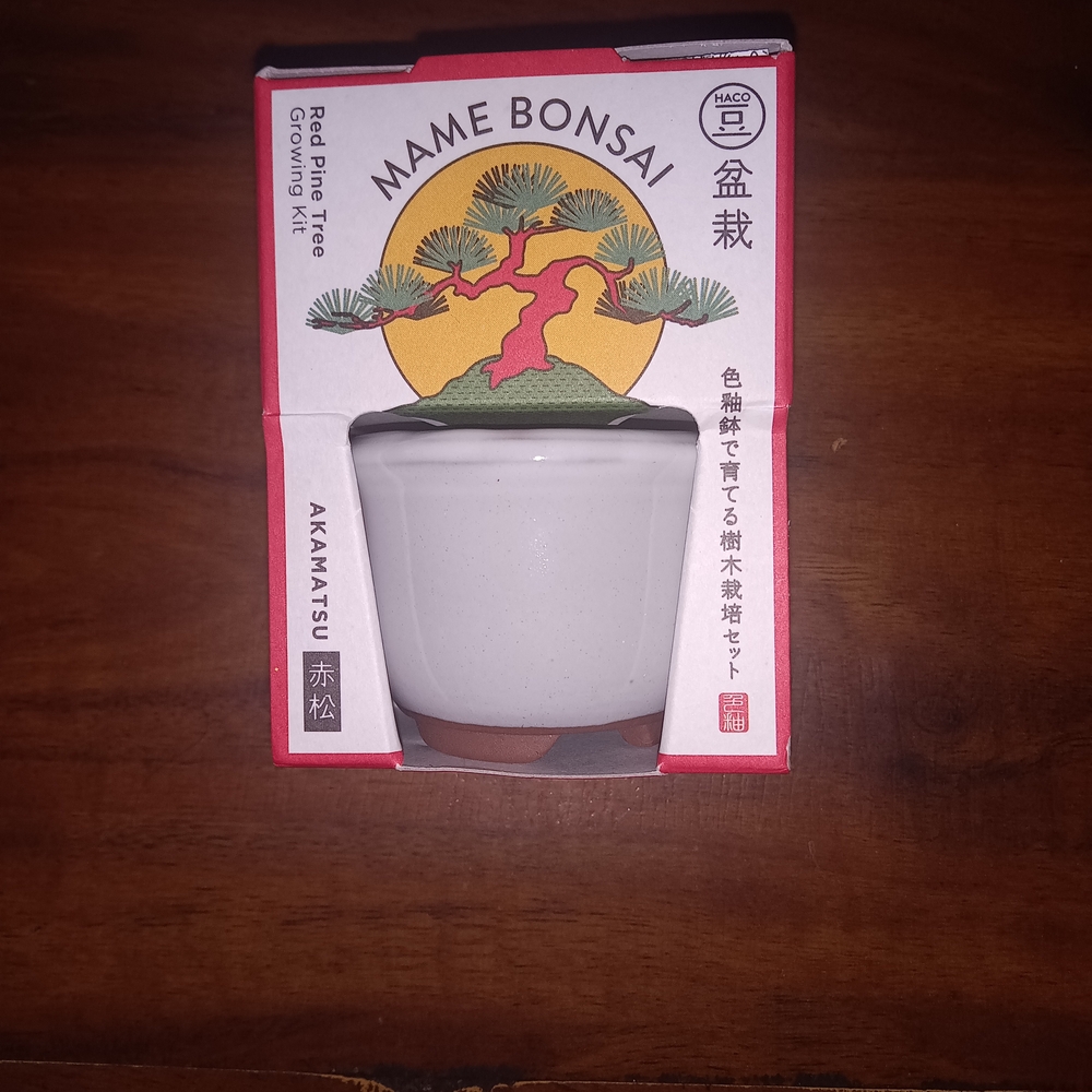 Mame Bonsai Red Pine Tree Growing Kit